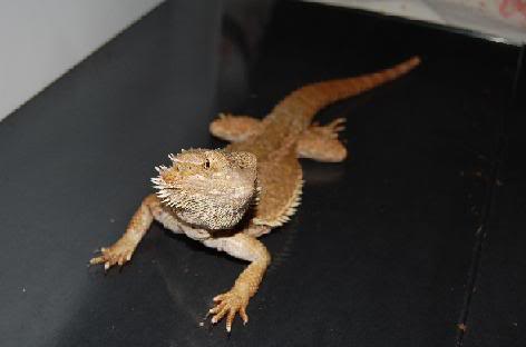 Pogona7.jpg