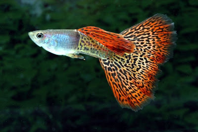 guppy1.jpg