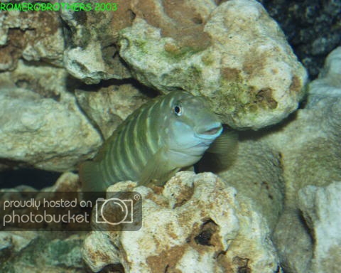 gobio1.jpg