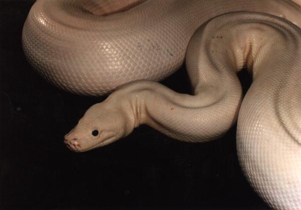 leuc_python_molorus_bivattus.jpg
