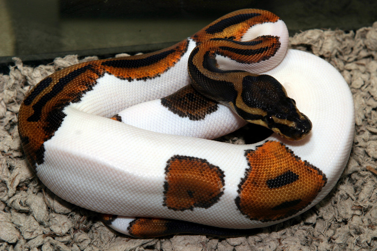 piebald_python.jpg