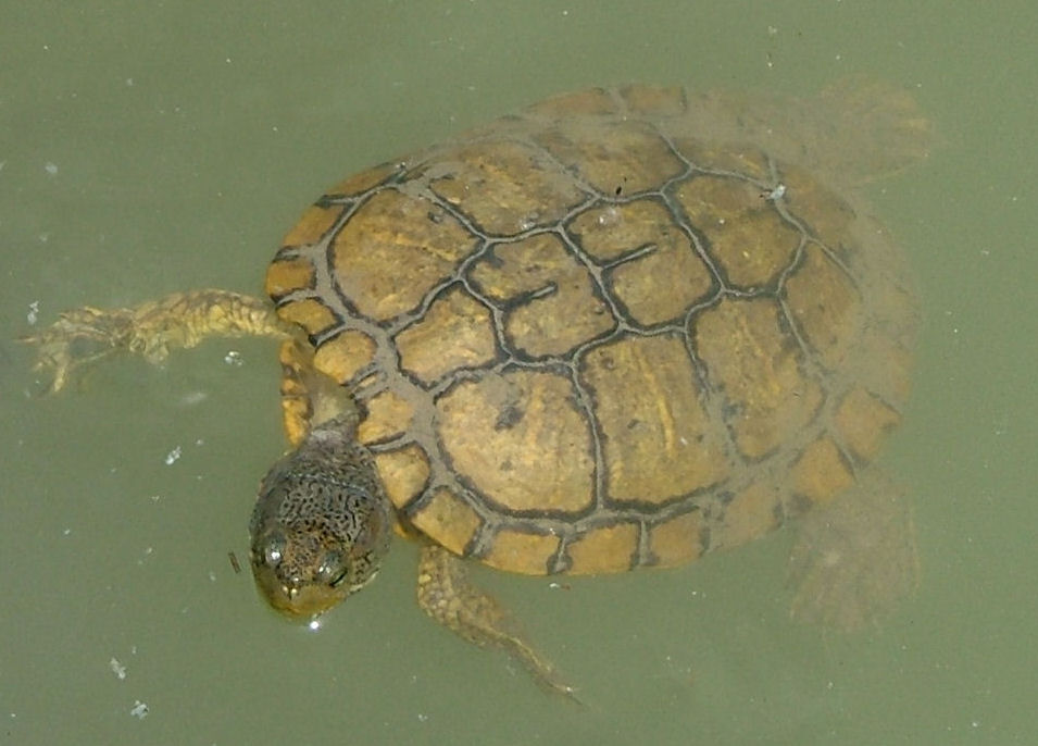 Trachemys_decussata.jpg
