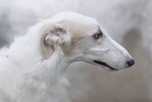 a_borzoi.jpg