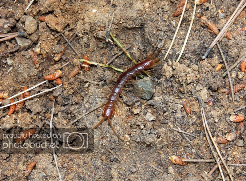 Scolopendra1.jpg