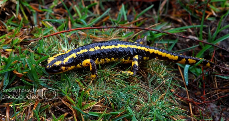 salamandra3.jpg