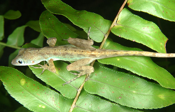 anolis-sp-cockpit.jpg