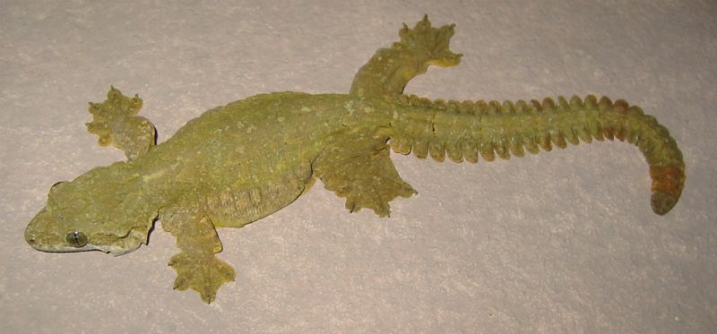 lizard13.jpg
