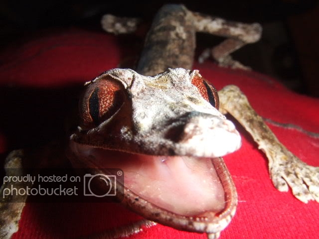 uroplatusmuerto7.jpg