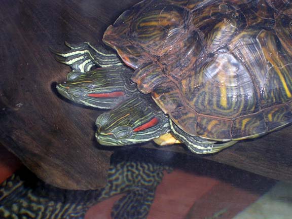 two-headed-turtle-1.jpg