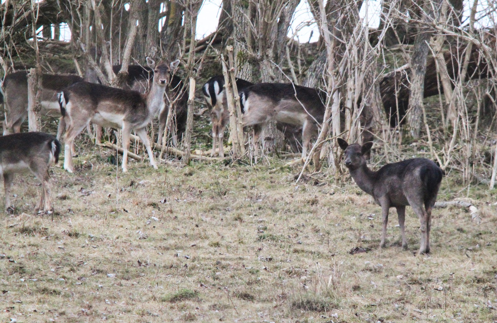 Fallow+deer+1.jpg