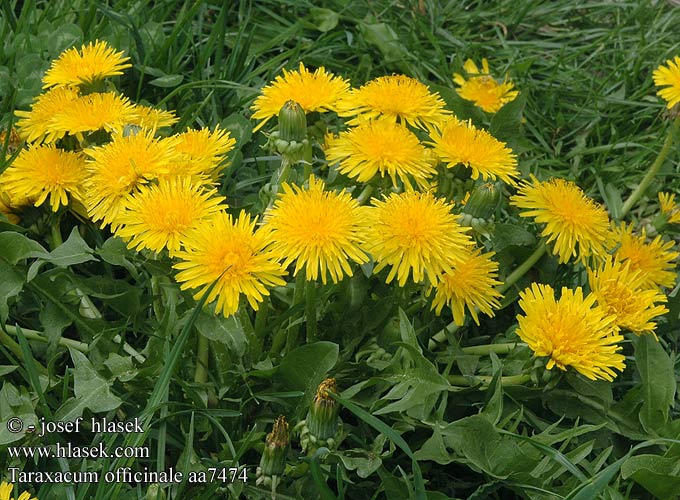 taraxacum_officinale_aa7474.jpg