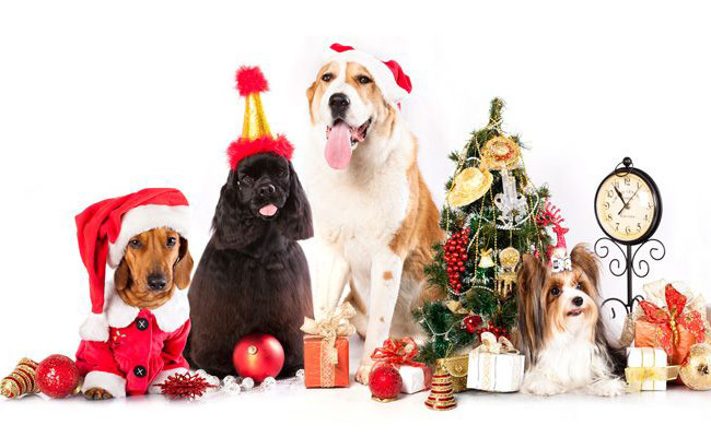 navidad-mascotas.jpg