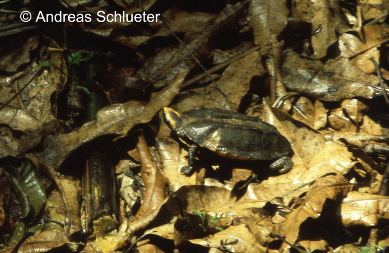 Platemys_platycephala.jpg
