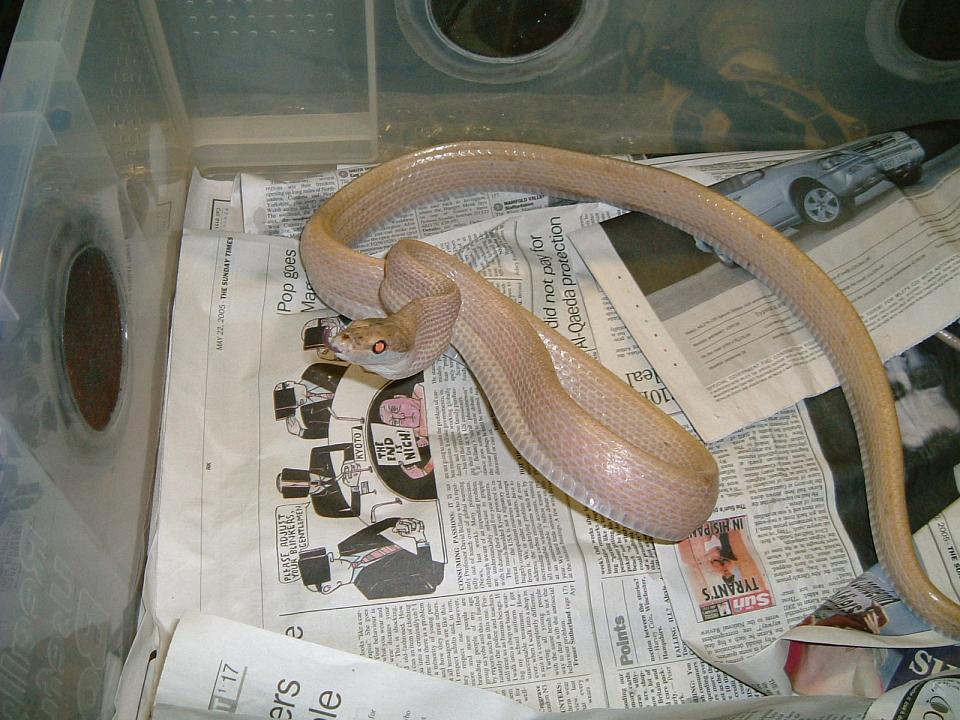 84686Albino_Gonyosoma_001.jpg