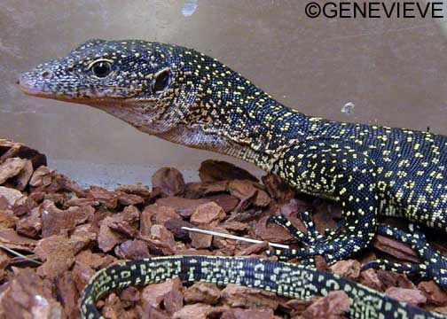 varanus-indicus2.jpg