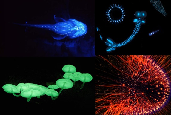 bioluminiscencia.jpeg