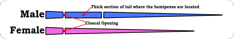 sexing-an-adult-corn-snake-by-their-tail.png