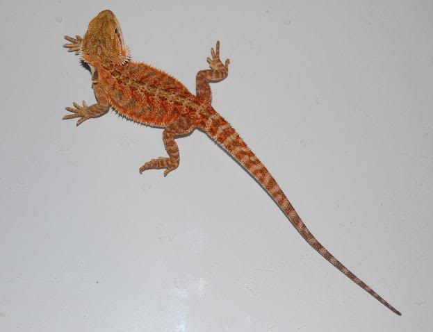 Pogona1.jpg