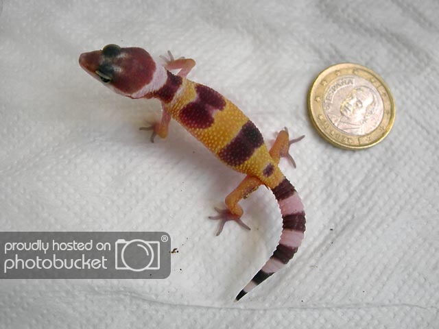 gecko-pek3.jpg