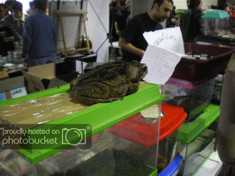 Frog-day082Medium.jpg