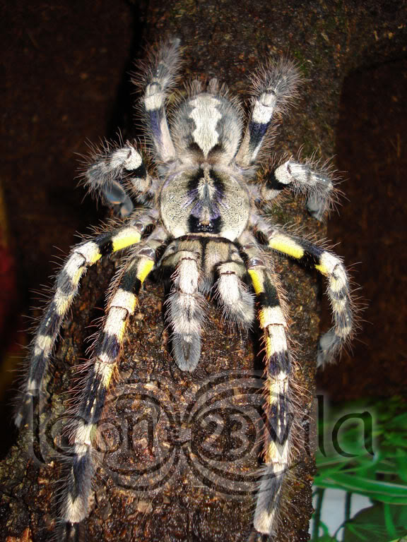 poecilotheriaregalis6.jpg