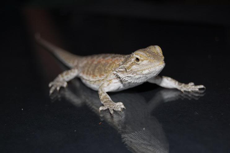 Pogona4.jpg