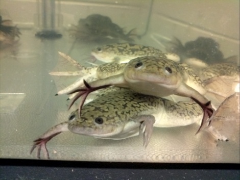 NXR_Xenopus_laevis.jpg