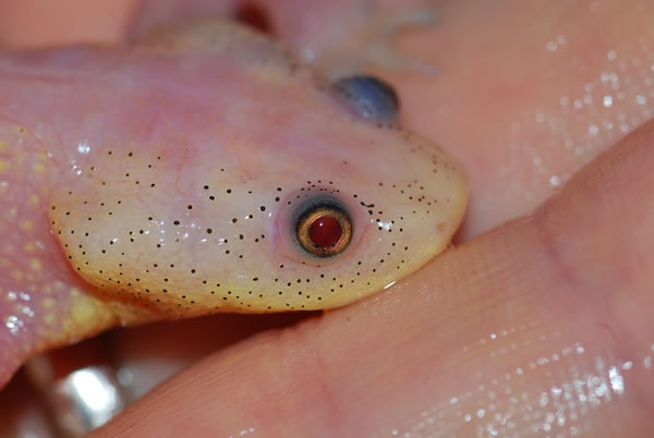 Male%20Leucistic%20ribbed%20newt%20side%20head_600.jpg