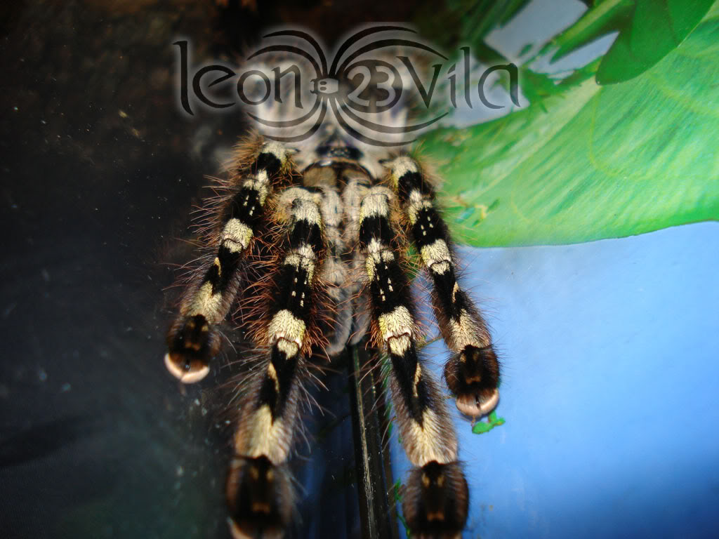 poecilotheriaregalis5.jpg