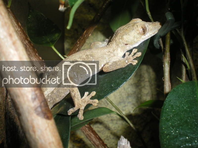 Uroplatusssp001.jpg