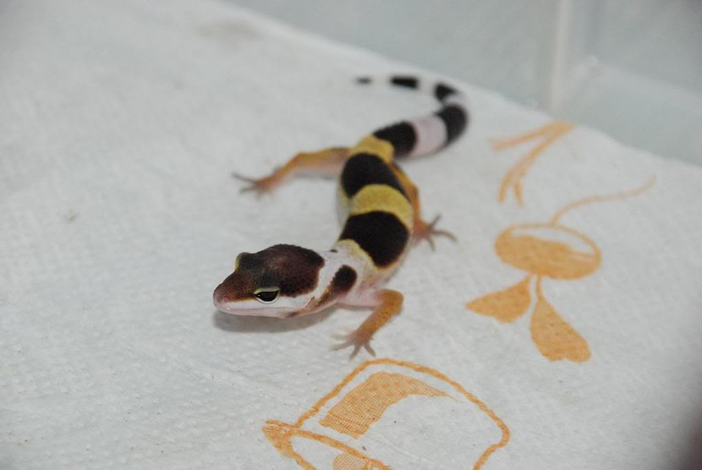 1rGecko-2semanas1.jpg