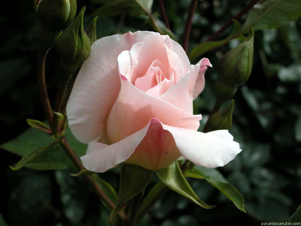 rosa_Bordurelle_2.JPG
