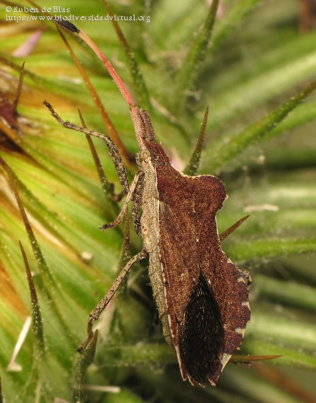Enoplops_scapha_240145.jpg