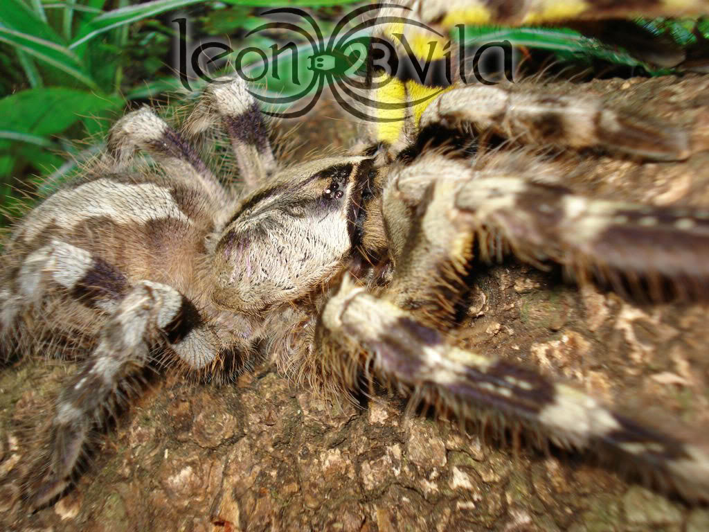 poecilotheriaregalis4.jpg