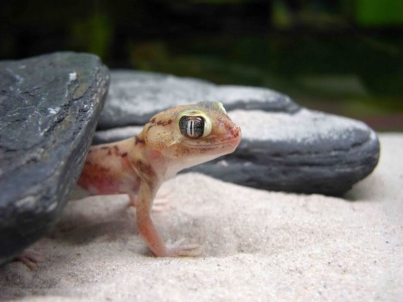gecko8.jpg