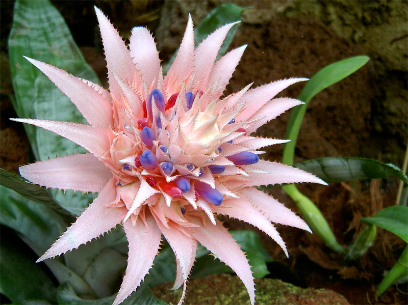 fleur-bromelia-3.jpg