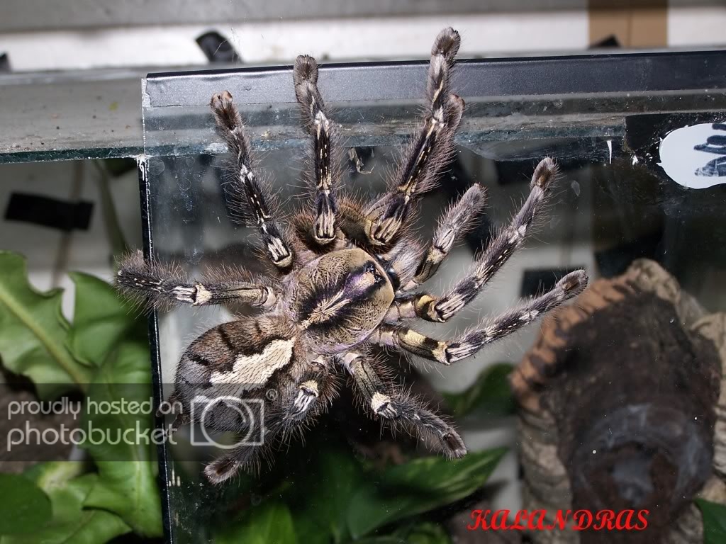 100_1385ornata.jpg