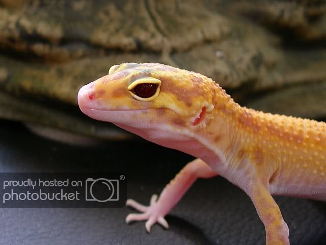 Geckorap-mach-ruby.jpg