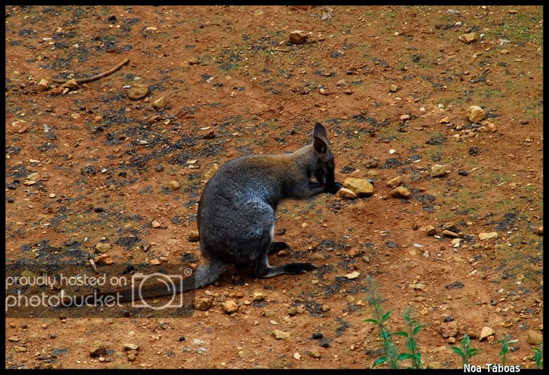 wallaby2.jpg