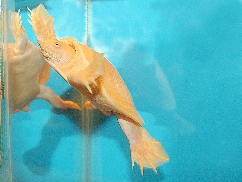 AlbinoCHINESEsoftshellMiddlePHOTO(2).jpg