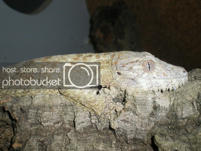 Uroplatusssp013.jpg