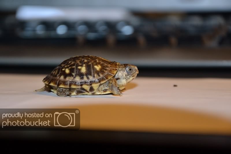 minitortuga2.jpg