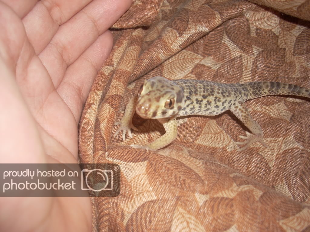 Gecko022.jpg