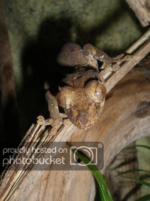 Uroplatusmacro010-1.jpg