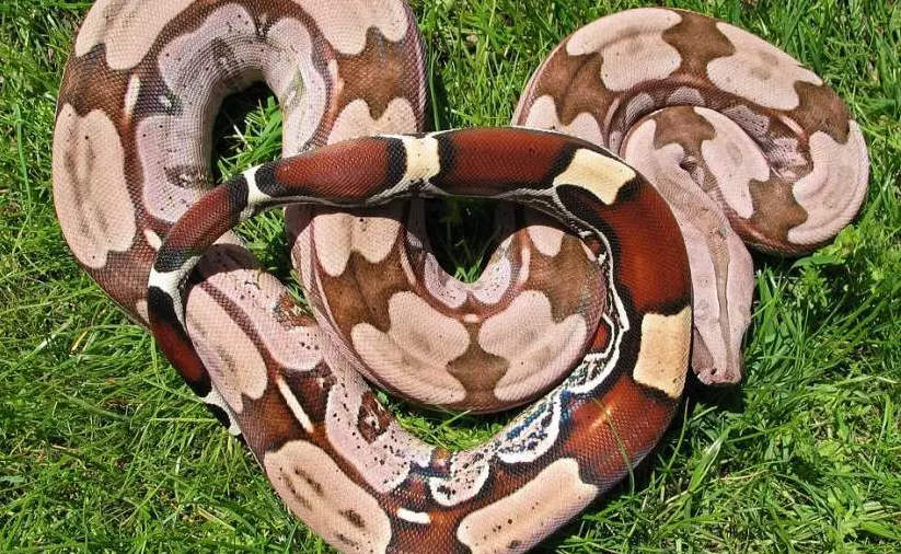 www.boa-constrictor.com