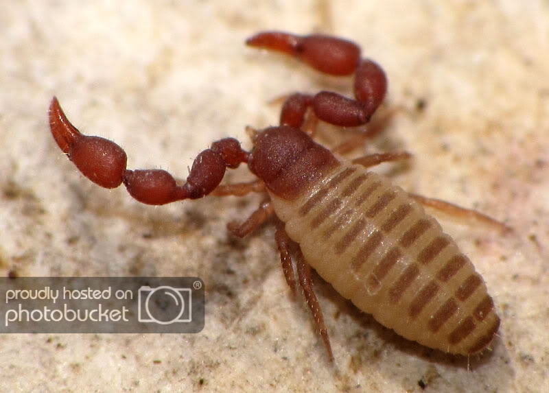 pseudoescorpion-026.jpg