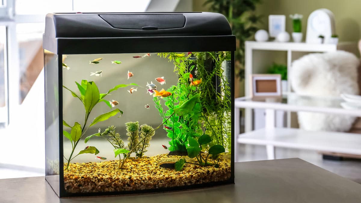 revistajaraysedal.es