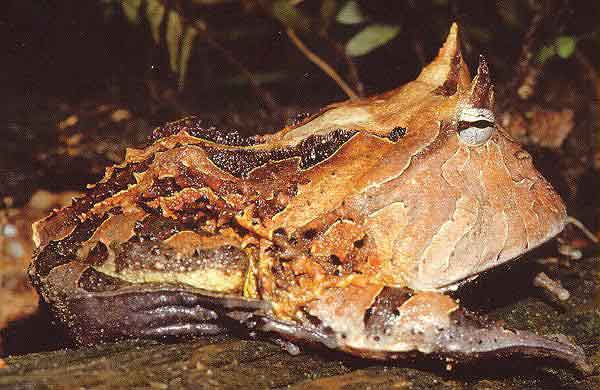 ceratophrys_cornuta.JPG