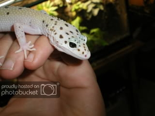 geckos012.jpg