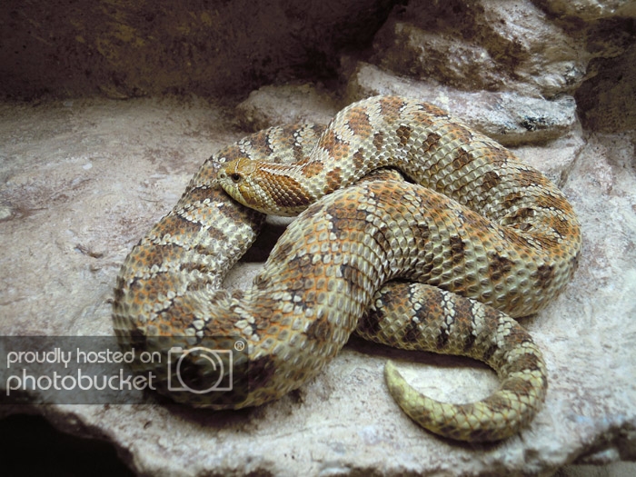 hognose-big-female.jpg
